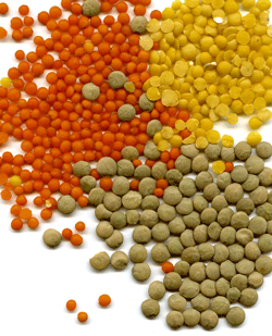 lentils good source of iron for vegetarian children